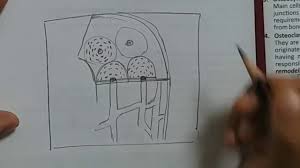 Compact bone diagram bone cross section diagram file624 diagram of compact bone new. Histology Of Bone Step By Step Drawing Of Compact Bone Youtube