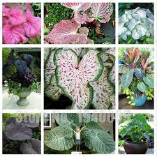 Thailand Caladium Bicolor Seed 50pcs Variety Of Different Kinds Of Caladiums Floweringtrees Tools Garden Gardeningtools Gardeningtips Trees Flowerin Tuin
