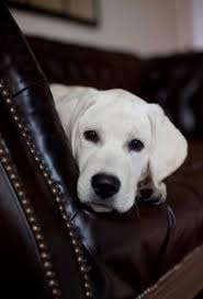 Black And White Lab Pin By Kathy Weidner On Black And White Lab Puppies White Lab Puppies Labrador Retriever
