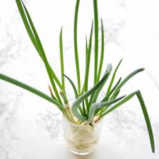 This is also a very easy process and ensures high quantities of spring onions at home. Kitchen Gardener Grow Green Onions From Cuttings Shockingly Delicious