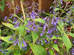 Image result for Isodon