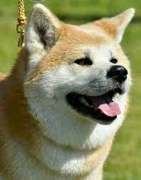 hiroki go our champ domestic dog beautiful dogs japanese akita