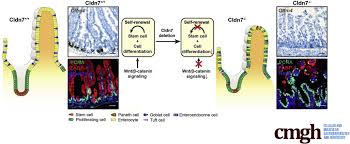 Tight junctions hold the cells closely together near the apex, sealing the gap between the cells and thereby preventing molecules from leaking across cadherins are present in all multicellular animals whose genomes have been analyzed. Tight Junction Protein Claudin 7 Is Essential For Intestinal Epithelial Stem Cell Self Renewal And Differentiation Cellular And Molecular Gastroenterology And Hepatology