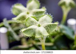 Image result for Asplenium sandersonii