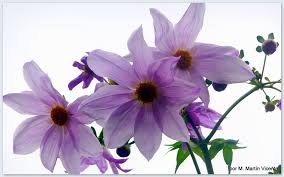 Image result for Dahlia excelsa