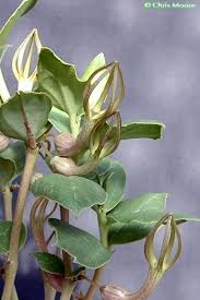 Image result for Ceropegia conrathii