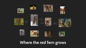 Where The Red Fern Grows Compare And Contrast By Tyler Nalty
