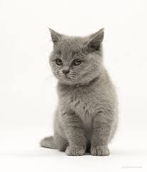 Pin By Lucas Cats On British Shorthair British Shorthair Kitten Crazy Cats Cute Animals