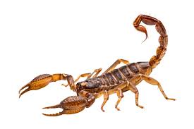 Image result for Scorpion