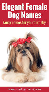 Chinese dog names can apply to breeds which were developed in china but they can just as easily be chosen for any pup simply because you like the title or sound of the title. Names My Dog S Name Female Dog Names Cute Female Dog Names Puppies Names Female