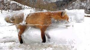 On croit presque rever, tout ca est bien rafraichissant, merci a l'auteur et a tous les intervenants pour ce petit moment de bonheur sur agoravox bien a vous, hibernatus. Un Renard Tombe Dans Le Danube Et Se Transforme En Bloc De Glace