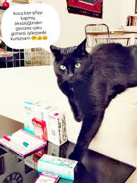 black cat
