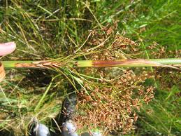 Image result for Cladium mariscus