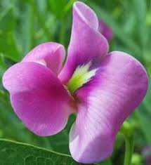 Image result for Sphenostylis