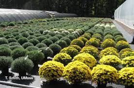 Check spelling or type a new query. Greenhouse Floriculture Growing Garden Mums For Fall Sales Center For Agriculture Food And The Environment At Umass Amherst