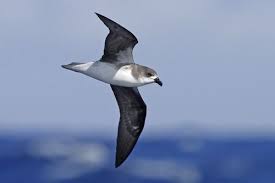 Fea S Petrel Fea S Pterodroma Feae Feae Breeds Cape Verde Islands Ranges East Atlantic Ocean Verde Island Breeds Pretty Birds