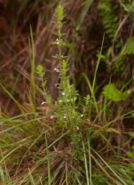 Image result for Micromeria imbricata