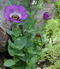 Image result for eustoma lisianthus in garden