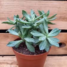 Image result for Monadenium lugardiae