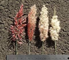 Image result for Melinis repens