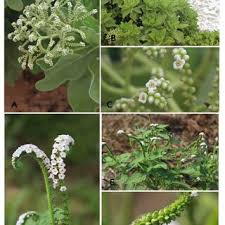 Image result for Euploca katangensis