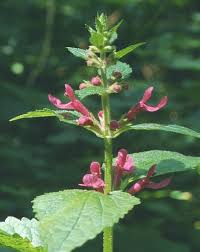 Image result for Stachys aculeolata