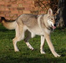 Tamaskan Dog Easy To Follow Guide Recommendations From Experts The first generation of registered tamaskan dogs were born in 2002. tamaskan dog easy to follow guide