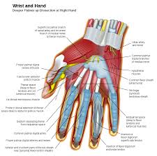 The pulmonary artery takes the blood which leaves the right ventricle of the heart, deoxygenated at this point, and. Human Muscle Diagrams Labeled 101 Diagrams