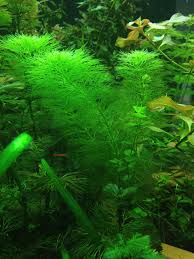 Image result for Limnophila indica