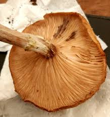 Image result for Bulbostylis hensii