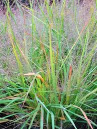 Image result for Eragrostis rogersii