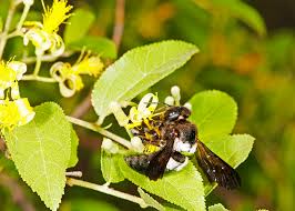 Image result for Otoptera burchellii