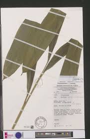 Image result for Renealmia africana