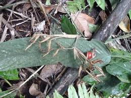 Image result for Sarcophrynium brachystachyum