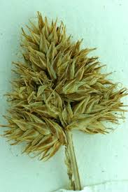 Image result for Justicia lithospermoides