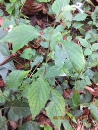 Image result for Hypoestes triflora