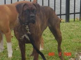 Animalssale found 11 boxer for sale in florida, which meet your criteria. Boxer Puppies In Florida