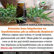 Hafizayi Guclendiren Biberiye Yagi Mucizesi Saglikli Yasam Saglik Saglikli