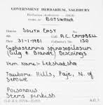 Image result for Cyphostemma lynesii