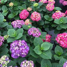 That's why let's dance big band hydrangea has been added to the line: Let S Dance Big Band Reblooming Hydrangea Hydrangea Macrophylla Proven Winners