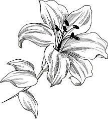 Pin By Amanda Bateman On Tattoos Lilies Drawing Flower Drawing Lily Flower Tattoos