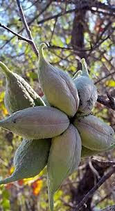 Image result for Sterculia rogersii
