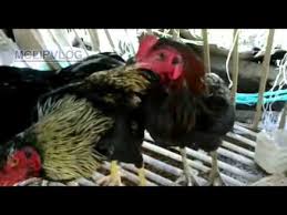 Menetaskan telur ayam merupakan pengalaman yang sangat berharga, yang membutuhkan perencanaan yang baik, dedikasi, fleksibilitas, serta kemampuan observasi. Ayam Birma Telur Hijau Myanmar Green Egg Chicken Part 2 Youtube