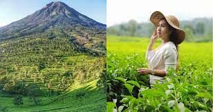 Oke temen2 sekarang kita akan bahas perkebunan teh nusantara di indonesia. 10 Tempat Wisata Kebun Teh Di Indonesia Untuk Akhir Pekan Yang Menenangkan