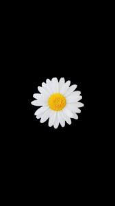  Daisy Wallpaper Latar Belakang Wallpaper Kupu Kupu Bunga Daisy