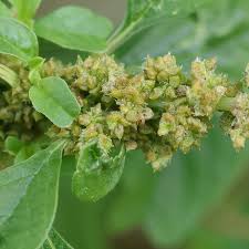 Image result for Amaranthus blitum