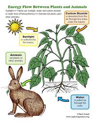 Energy Flow Between Plants And Animals Mini Poster Animal Report Animals Food Web