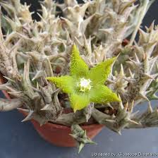 Image result for Orbea dummeri