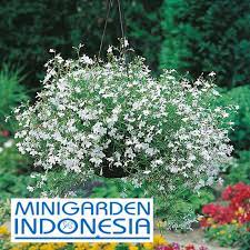 Tanaman hias bunga lobelia ini dapat ditanam diberbagai media tanam dan dapat ditanam di tanah langsung, pot atau pot gantung. 10 Benih Bunga Lobelia White Fountain Mr Fothergills F1 Bibit Tanaman Hias Shopee Indonesia