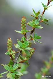 Image result for Myrothamnus flabellifolius